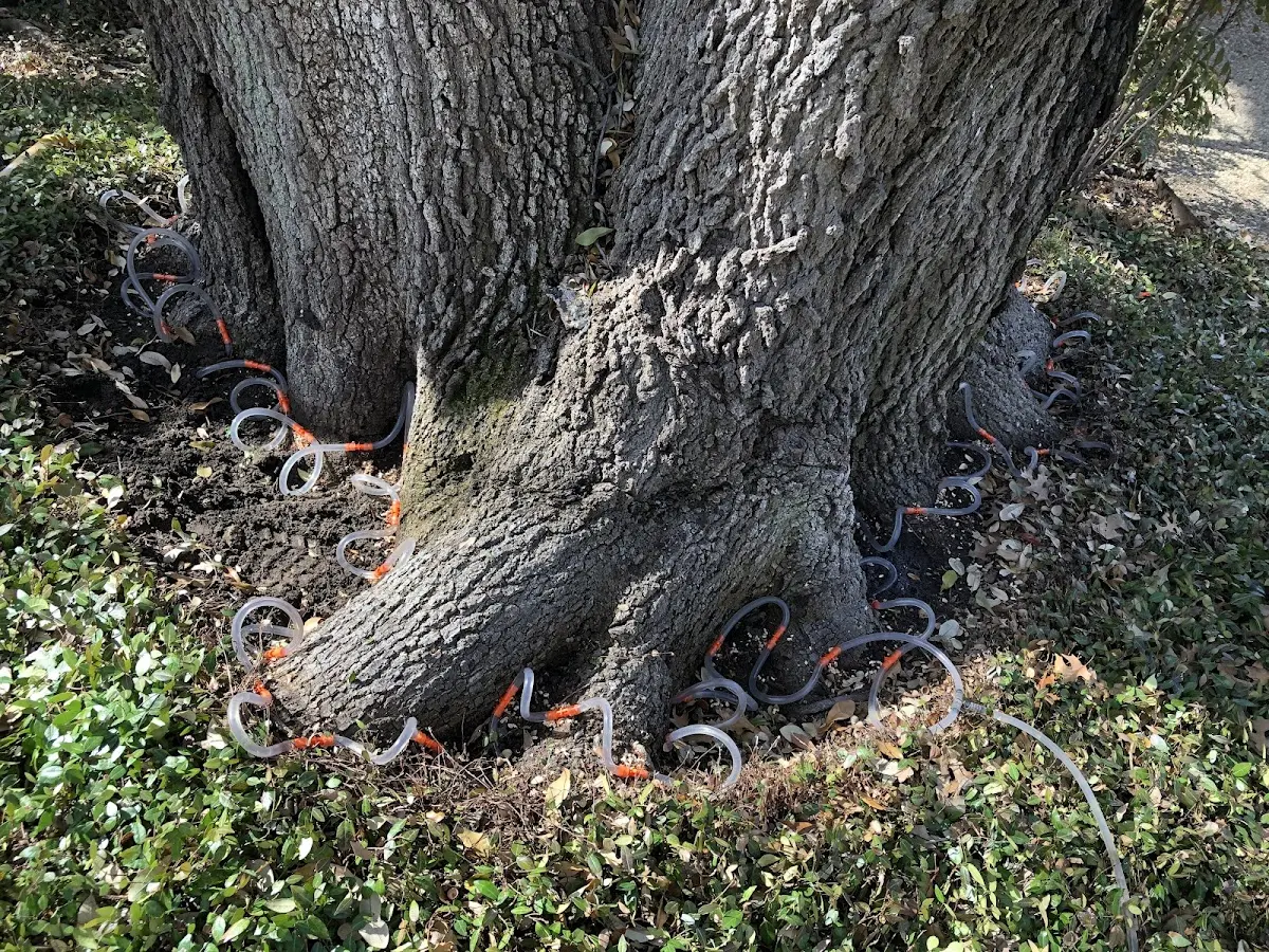 Detailed Tree Cabling and Bracing job site in La Porte